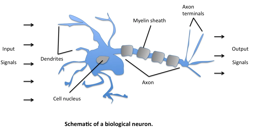 Perceptron Neuron
